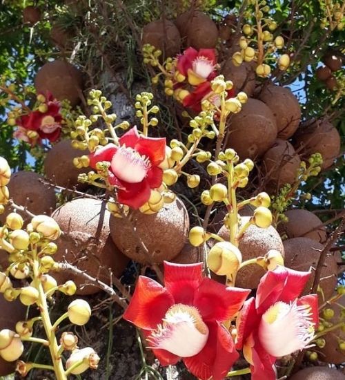 10 Couroupita guianensis  Plants, Cannonball Tree Plants, Nagalingam Plants,