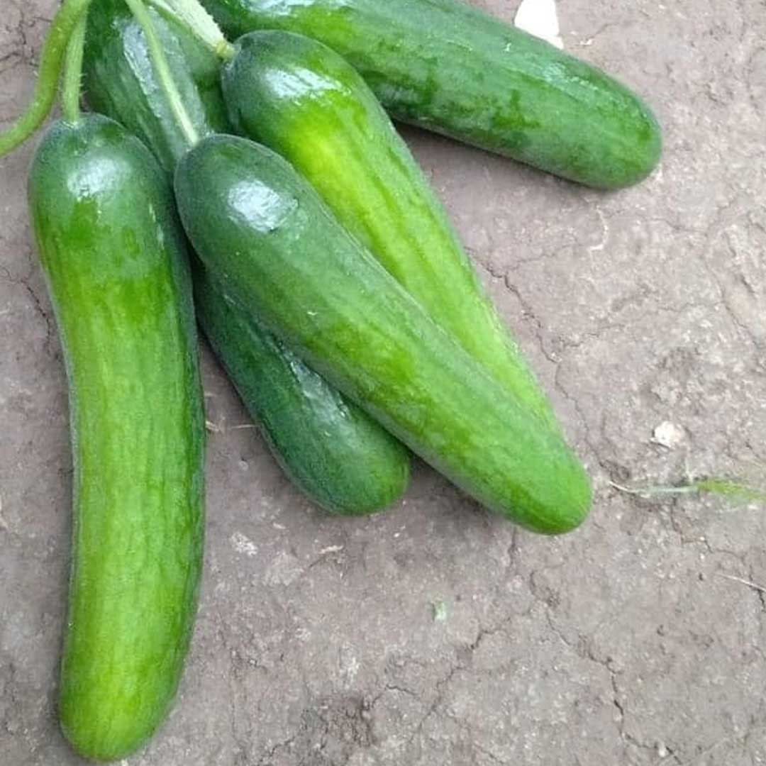 10 Grams Hind F1 Hybrid Cucumber Seeds –| Cucumis sativus Seeds