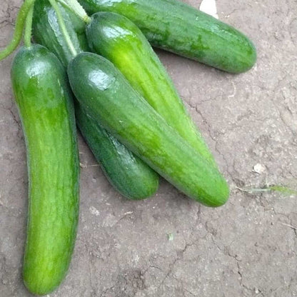 10 Grams Hind F1 Hybrid Cucumber Seeds –| Cucumis sativus Seeds