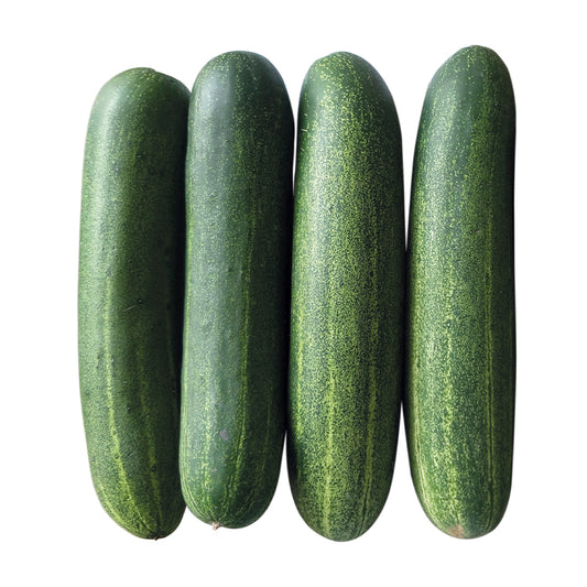 10 Grams Nazia F1 Hybrid Cucumber Seeds | East-West Seed | Green Striped Kheera