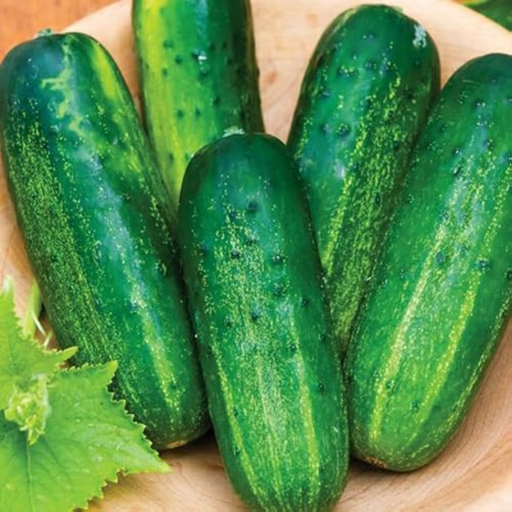 10 Grams Radhi F1 Hybrid Cucumber Seeds | Cucumis sativus |