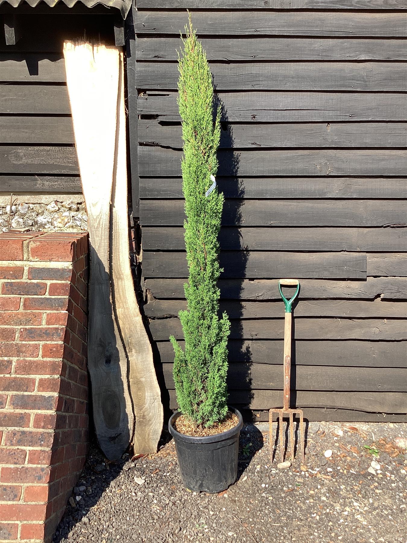 10 Cupressus sempervirens , Italian Cypress,  Pencil Pine. With Phytosanitary certificate