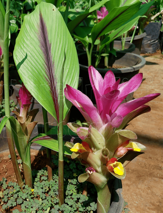 1  Curcuma caesia Rhizomes ,Black turmeric Rhizomes ,Black zedoary Rhizomes - Seedsforgarden (1999-2024 ) .We Ship Seeds & Live Plants Worldwide 