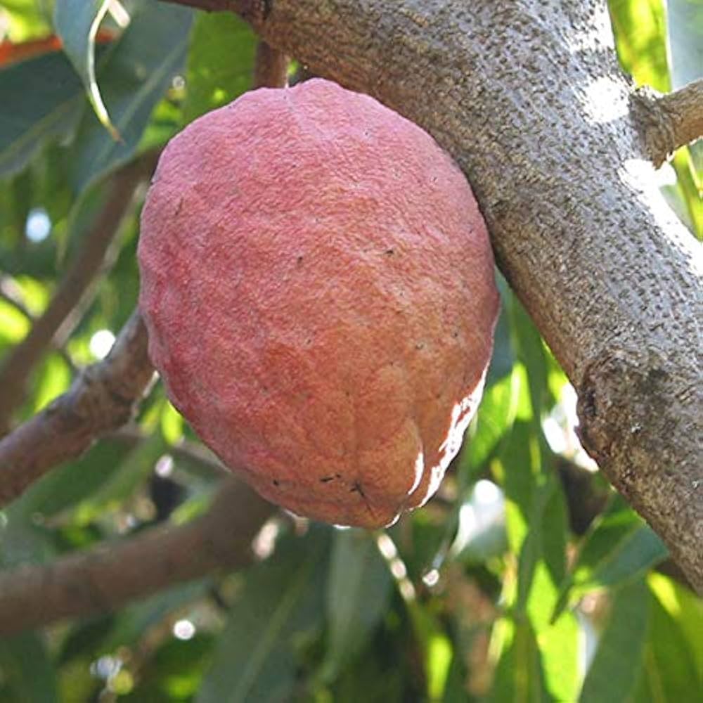 10 Annona reticulata Plants, Wild Sweetsop Plants, Custard Apple Plants