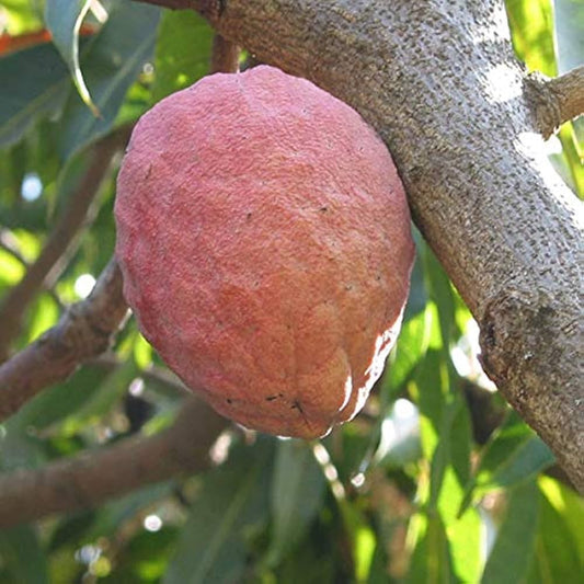 10 Annona reticulata Plants, Wild Sweetsop Plants, Custard Apple Plants