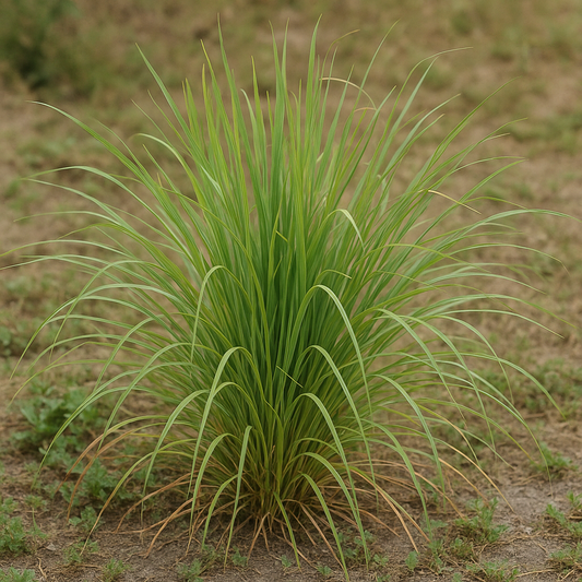 Cymbopogon schoenanthus Seeds, Camel grass, Straw of Mecca,