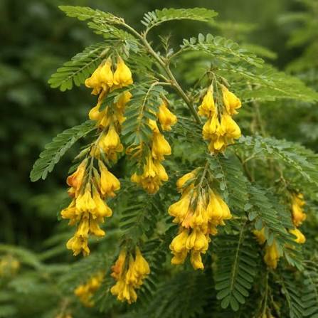 1 Kg  Sesbania bispinosa Seeds, With Phytosanitary Certificate  Livestock Fodder & Green Manure Seeds