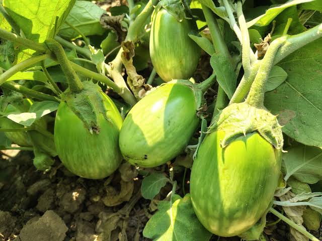 10 Grams Dhavan F1 Hybrid Eggplant Seeds | High-Yield Brinjal for Home Gardening