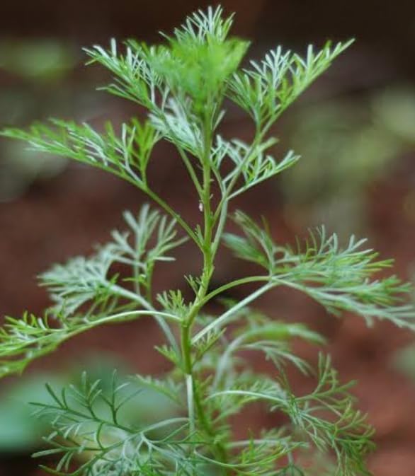 10 Artemisia pallens Plants , Dhavanam Plants, Arikolundu Plants ,With Phytosanitary Certificate