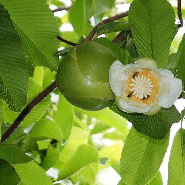 25 Dillenia indica Seeds ,Elephant Apple Seeds, Indian catmon Tree Seeds, - Seedsforgarden (1999-2024 ) .We Ship Seeds & Live Plants Worldwide 