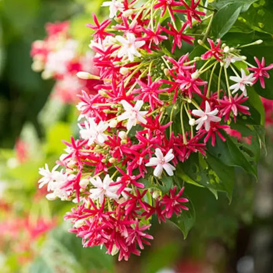 10 Quisqualis indica Hybrid Plants, Double Petals Flowers, Combretum indicum
