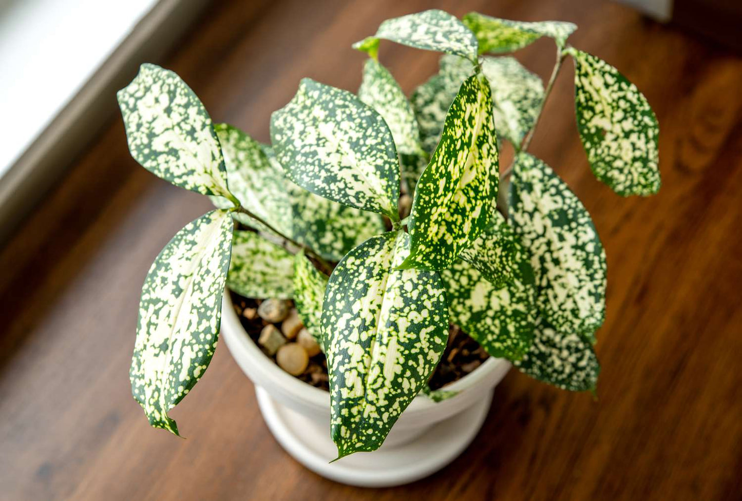 10 Dracaena Surculosa Plants  , Florida Beauty Plant