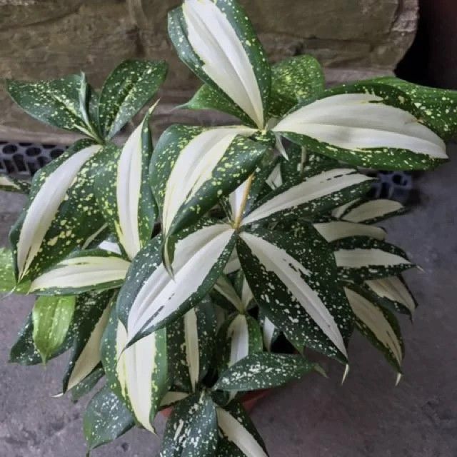 10 Dracaena Surculosa Plants, Milky Way Dracaena Plants , With Phytosanitary certificate