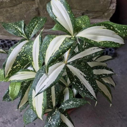 10 Dracaena Surculosa Plants, Milky Way Dracaena Plants , With Phytosanitary certificate
