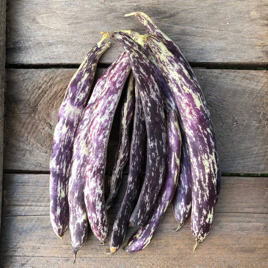 25 Dragon Tongue Beans Seeds. Snap Bean Seeds, Bush bean Seeds , Non-GMO Seeds - Seedsforgarden (1999-2024 ) .We Ship Seeds & Live Plants Worldwide 