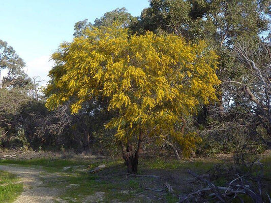 25 Acacia saligna Seeds, Golden Wreath wattle Seeds, Exotic Acacia Seeds - Seedsforgarden (1999-2024 ) .We Ship Seeds & Live Plants Worldwide 