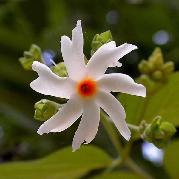 10 Dwarf Night-Flowering Jasmine, Dwarf Parijat Plants , With Phytosanitary certificate