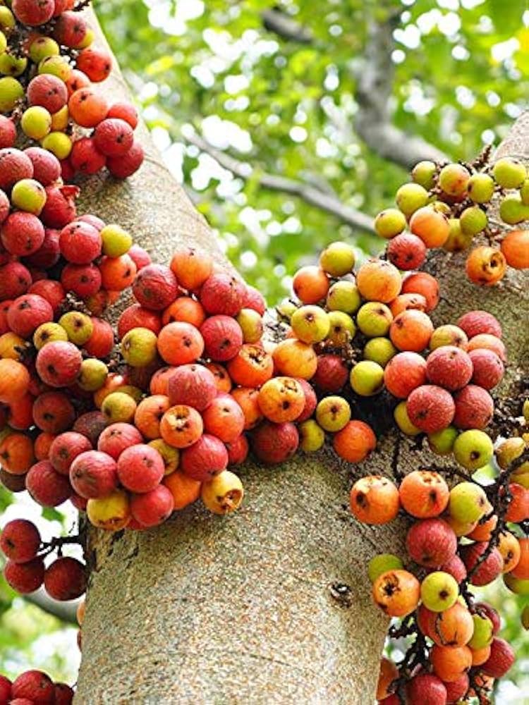 10 Elephant Ear Fig  Plants ,Ficus auriculata Plants, Roxburgh Fig