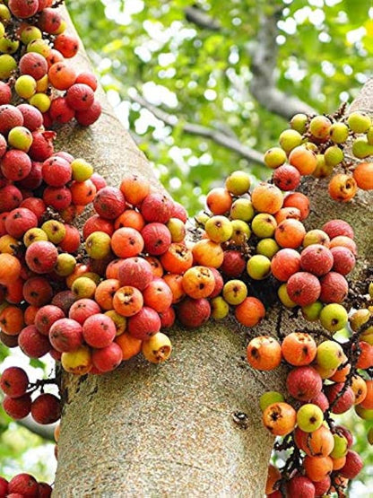 10 Elephant Ear Fig  Plants ,Ficus auriculata Plants, Roxburgh Fig