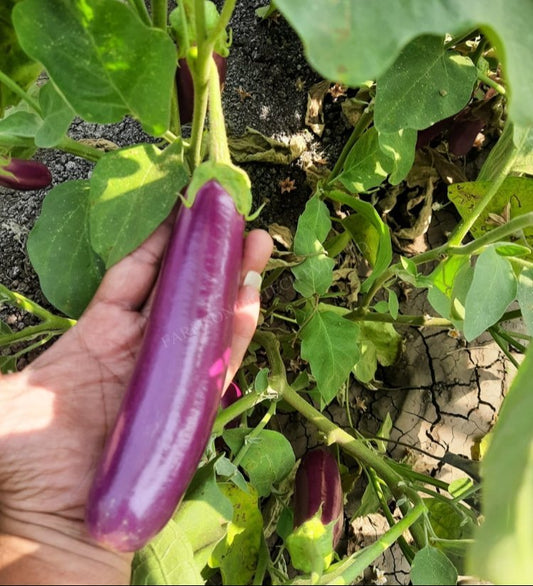 10 Grams FB-Yamini (4070) F1 Hybrid Brinjal Seeds – Pink Eggplant /  Aubergine Seeds