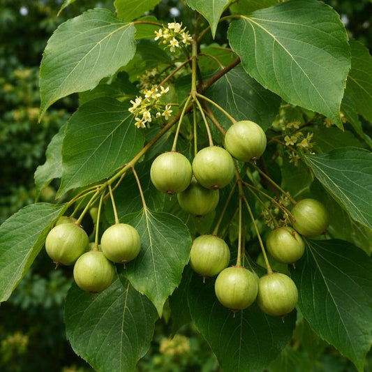 50 Trewia nudiflora Seeds – Riverbank Shade Tree for Reforestation & Landscaping