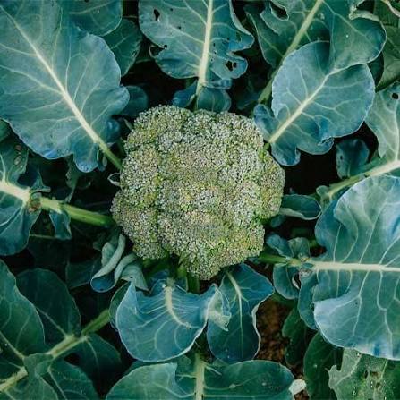 10 Grams Fantasy F1 Hybrid Broccoli Seeds