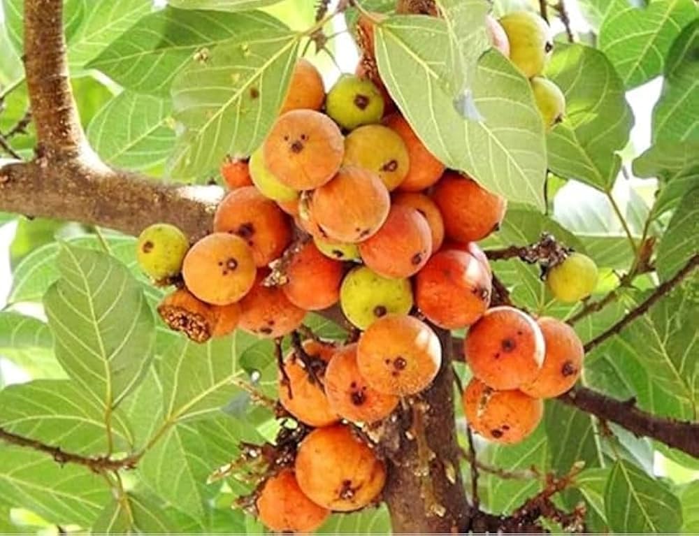 5 Ficus Racemosa Live Plants, Cluster Fig Plants, With Phytosanitary Certificate - Seedsforgarden (Since 1999).We Ship Seeds & Live Plants Worldwide 