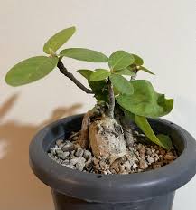 25 Ficus cordata Seeds, Namaqua rock fig or Namaqua fig - Seedsforgarden (Since 1999).We Ship Seeds & Live Plants Worldwide 