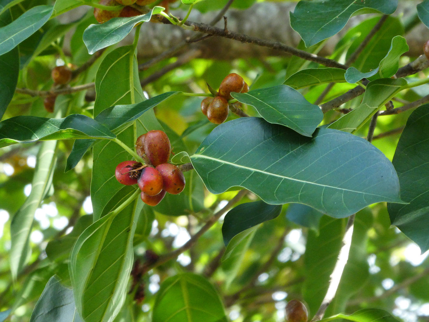 100 Ficus drupacea Seeds, Broad-Leaved Fig, Indian Fig Tree, Rare Ficus Seeds, Tropical Tree Seeds