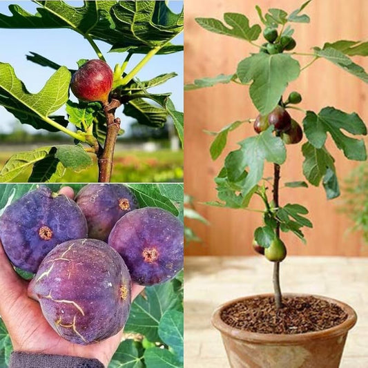 10 Ficus carica Plants , Fig Plants, Anjeer Plants , With Phytosanitary certificate