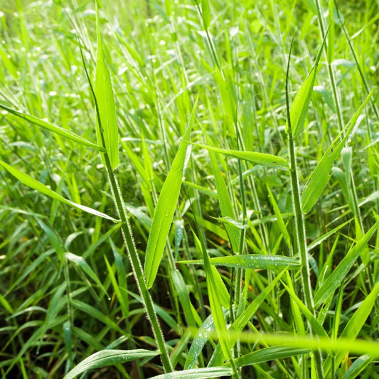 1 kg Brachiaria mutica Seeds – World Wide Shipping , Para Grass, Buffalo Grass,