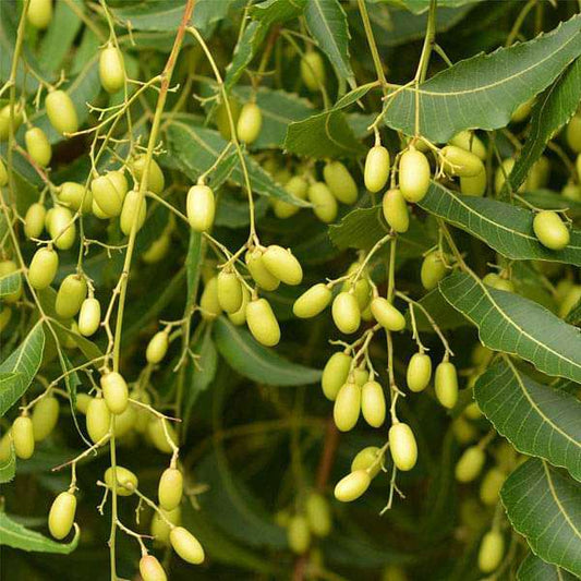 1 Kg Neem Tree Seeds (Azadirachta indica Seeds ) – August 2026 Harvest with Phytosanitary Certificate
