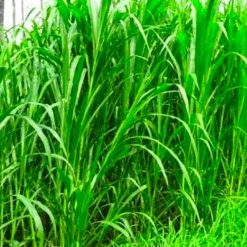 1 Kg Fodder Sorghum CO 31 Seeds – Sorghum bicolor | With  Phytosanitary Certificate