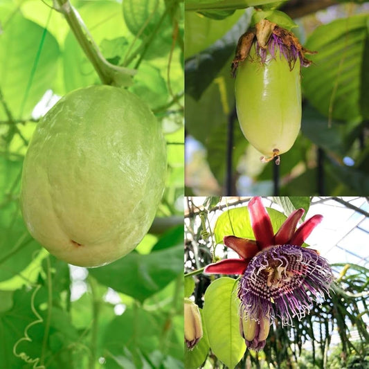 10 Passiflora quadrangularis Plants, Giant Granadilla Plants , Giant Passionfruit Plants,