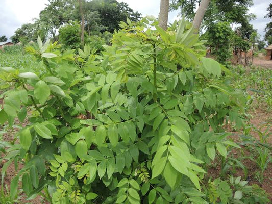 1 Kg Gliricidia Fodder Tree Seeds ,Gliricidia sepium, Worldwide Shipping, Protein Rich Livestock Forage,