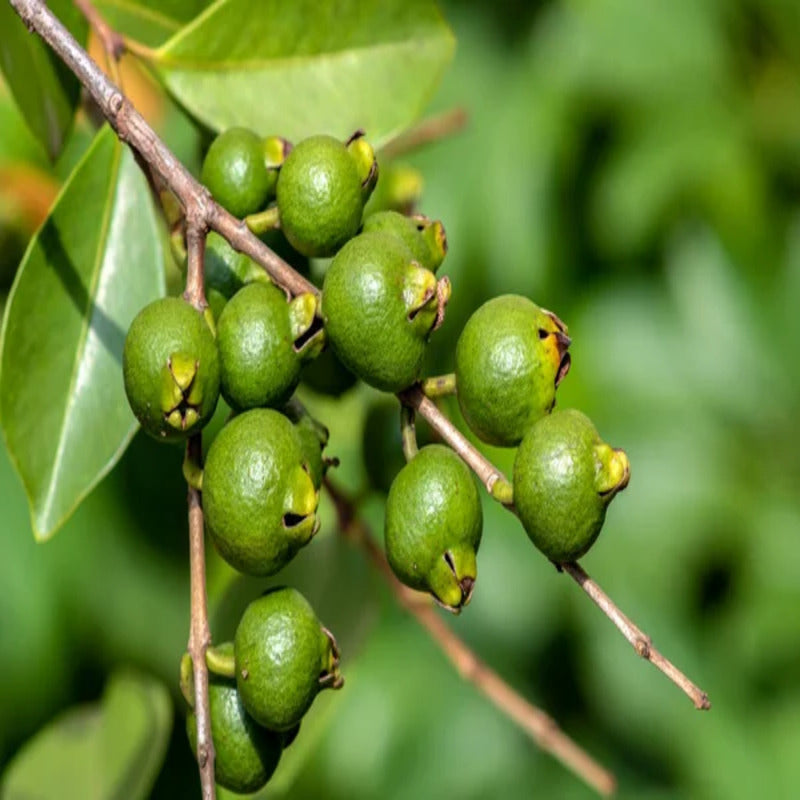 10 Grape Guava Plants, Psidium guajava Plants, Small  Fruit Variety