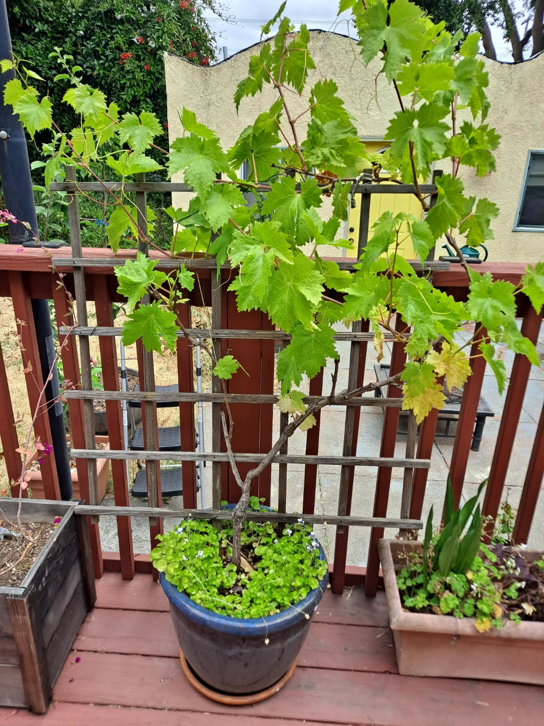 10 Long Fruit Green Grapes  , Long  Fruit Grape Plants ,Vitis vinifera Plants