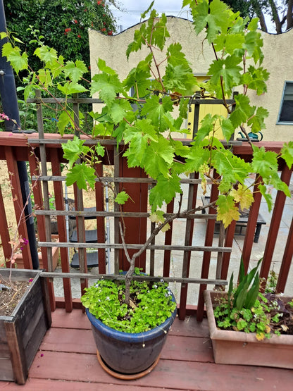 10 Long Fruit Green Grapes  , Long  Fruit Grape Plants ,Vitis vinifera Plants