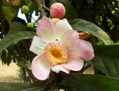 10 Gustavia augusta Plants, Membrillo Plants ,  Heaven Lotus Tree Plants