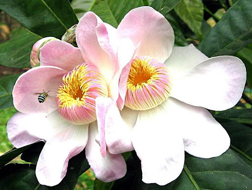 10 Gustavia augusta Plants, Membrillo Plants ,  Heaven Lotus Tree Plants