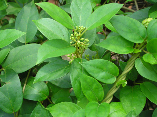 10 Gymnema sylvestre Plants, Sugar Destroyer,  Gurmar  Plants