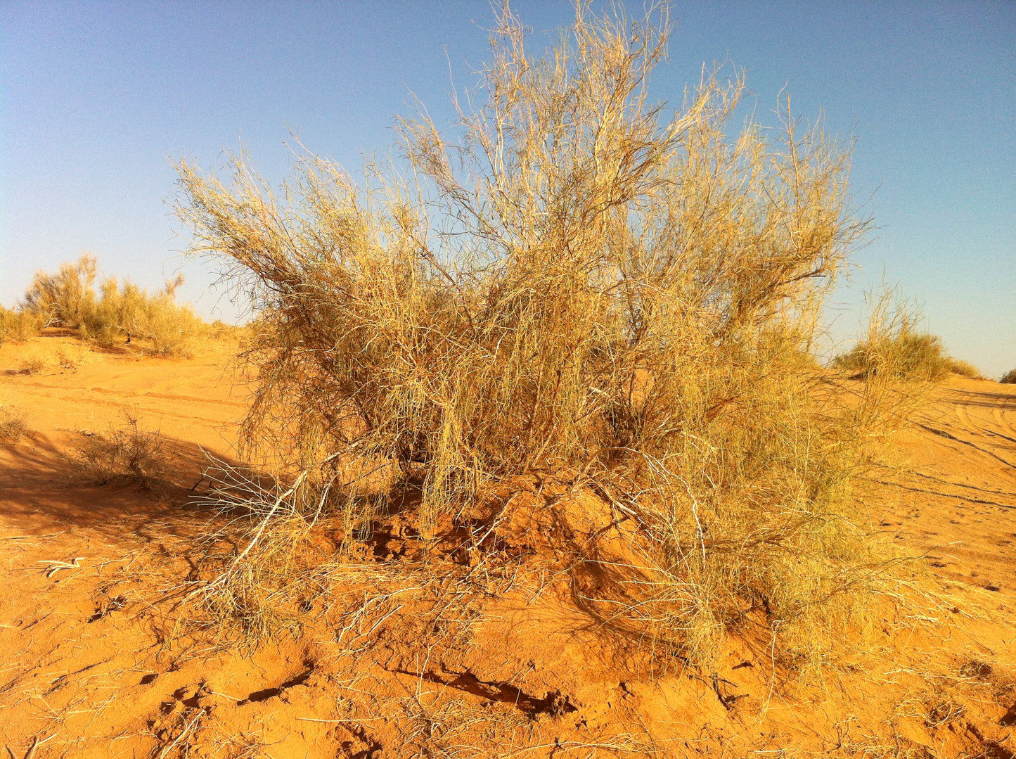 25 Haloxylon persicum Seeds, White Saxaul  Seeds,  Persian Saxaul
