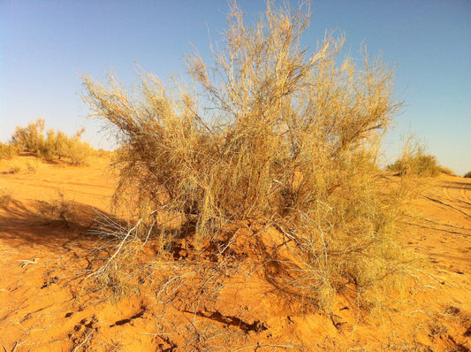 25 Haloxylon persicum Seeds, White Saxaul  Seeds,  Persian Saxaul