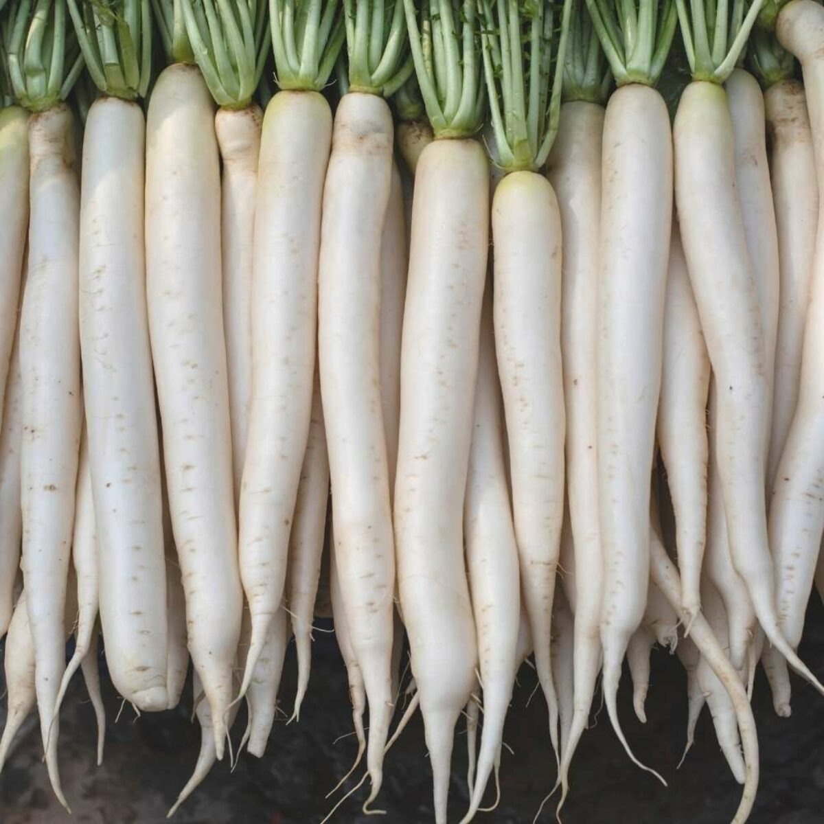 10 Grams Hans F1 Hybrid White Radish Seeds | Fast-Growing Radish |