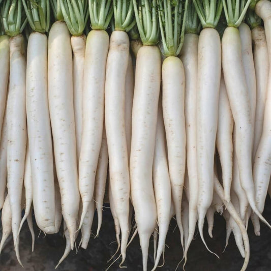 10 Grams Hans F1 Hybrid White Radish Seeds | Fast-Growing Radish |