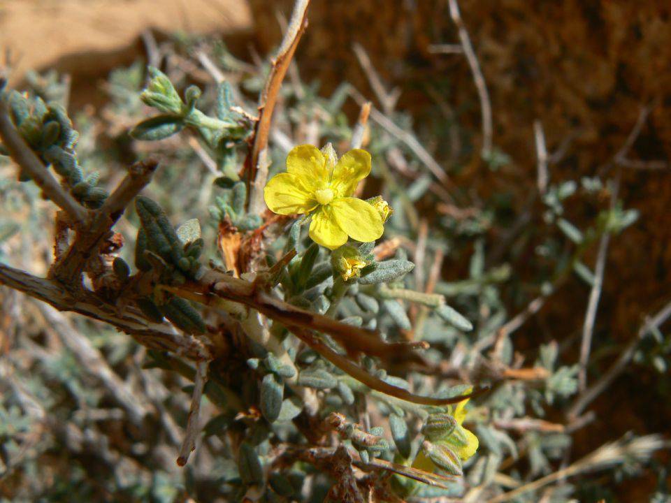 Helianthemum Lippii Seeds, Raqrouq Seeds - Seedsforgarden (1999-2024 ) .We Ship Seeds & Live Plants Worldwide 