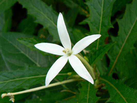 25 Hippobroma longiflora Seeds , Star of Bethlehem Seeds, madamfate Seeds - Seedsforgarden (1999-2024 ) .We Ship Seeds & Live Plants Worldwide 