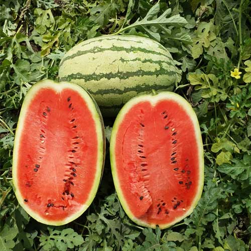 10 Grams Honey Ball F1 Hybrid Watermelon Seeds | Sweet Melon Fruit Seeds