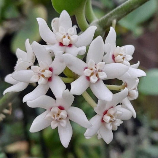 10 Hoya australis Plants, Wax Vine, Australian Hoya, Wax Plant
