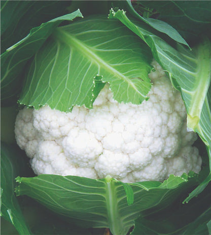 10 Grams Deepti F1 Hybrid Cauliflower Seeds